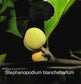 Stephanopodium blanchetianum Live Plant
