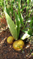 Armadillo Fruit Plant (Pradosia brevipes)