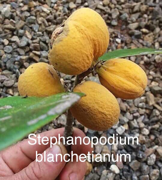 Stephanopodium blanchetianum Live Plant