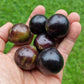 Jaboticaba Grimal Fruit Plant (Brazilian Grape Tree, Jaboticabeira)