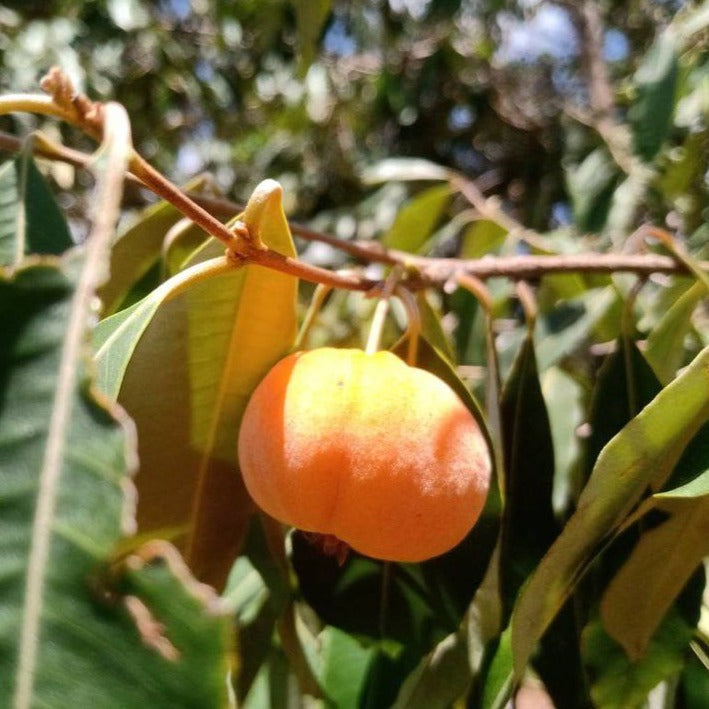Ingabau Fruit Plant (Eugenia beaurepairiana)