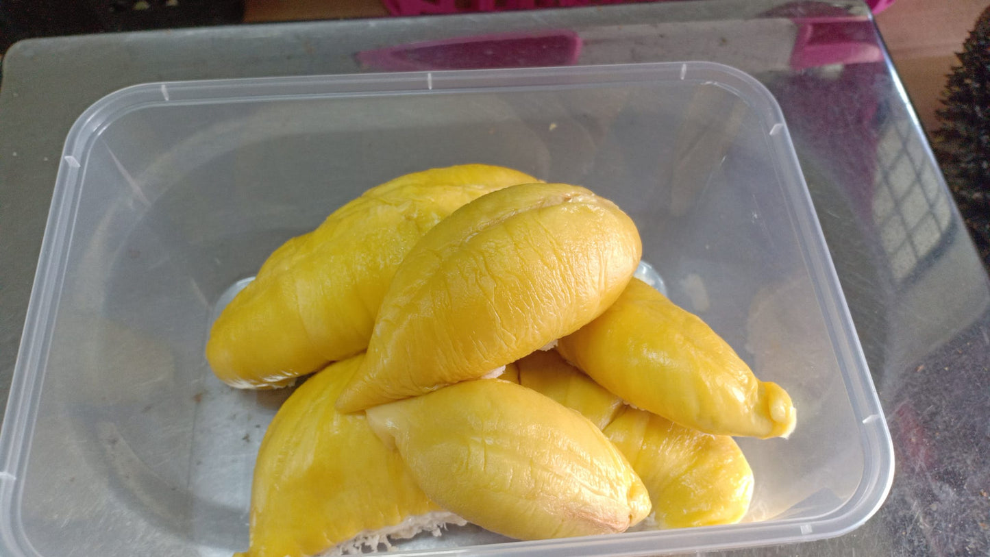 Musang king durian Live Plants