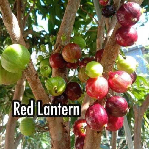 Red Lantern Jaboticaba Fruit Plant (Plinia Phitrantha Red Lantern)
