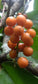 Bush Grape Fruit Plant (Odontocarya acuparata)