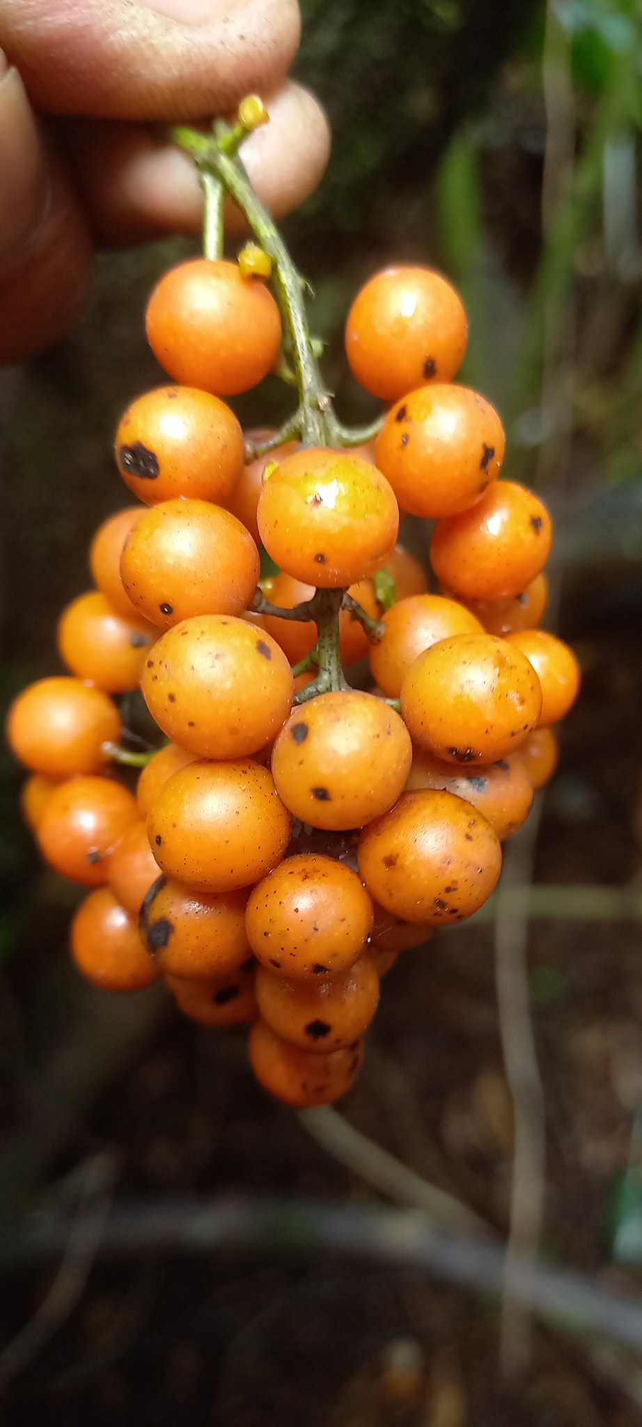 Bush Grape Fruit Plant (Odontocarya acuparata)