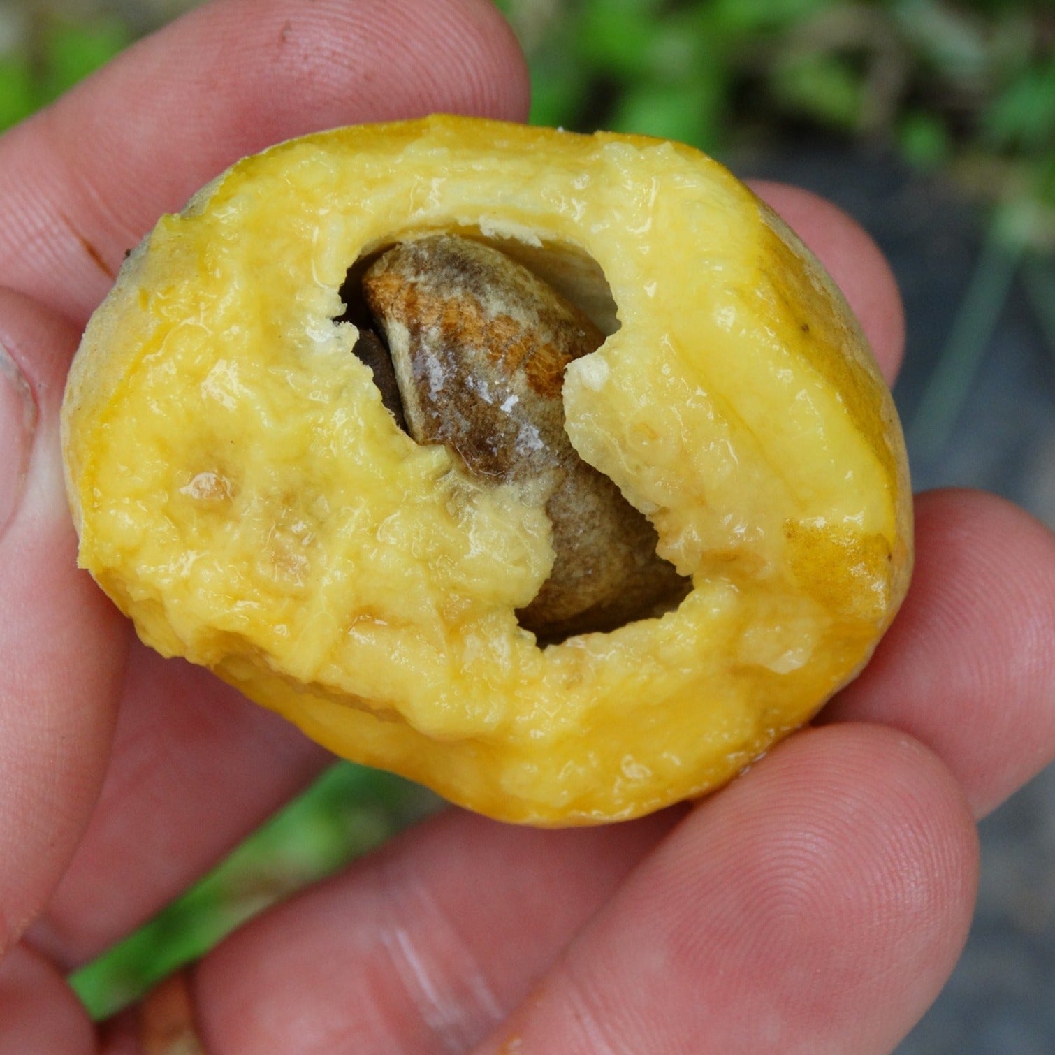 Araca Piranga Fruit Plant (Eugenia sp leitonii)