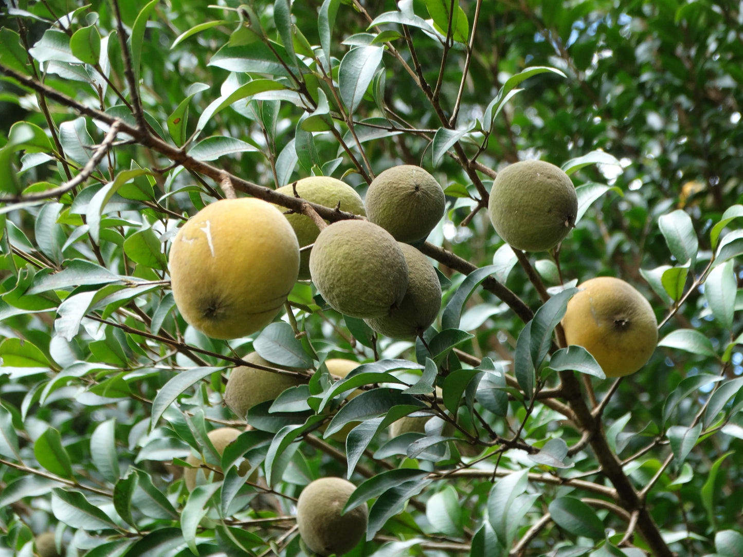 Araca Piranga Fruit Plant (Eugenia sp leitonii)