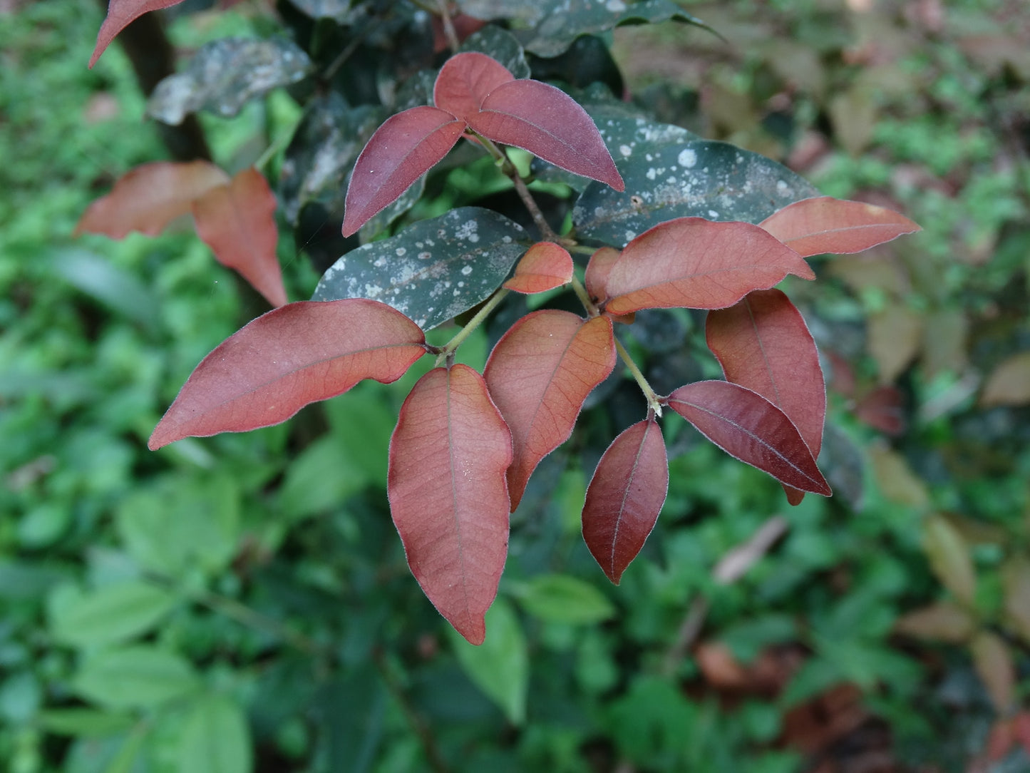 Araca Piranga Fruit Plant (Eugenia sp leitonii)
