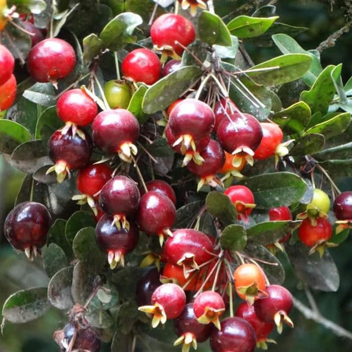 Ligustrina Cherry Live plant (Eugenia ligustrina)