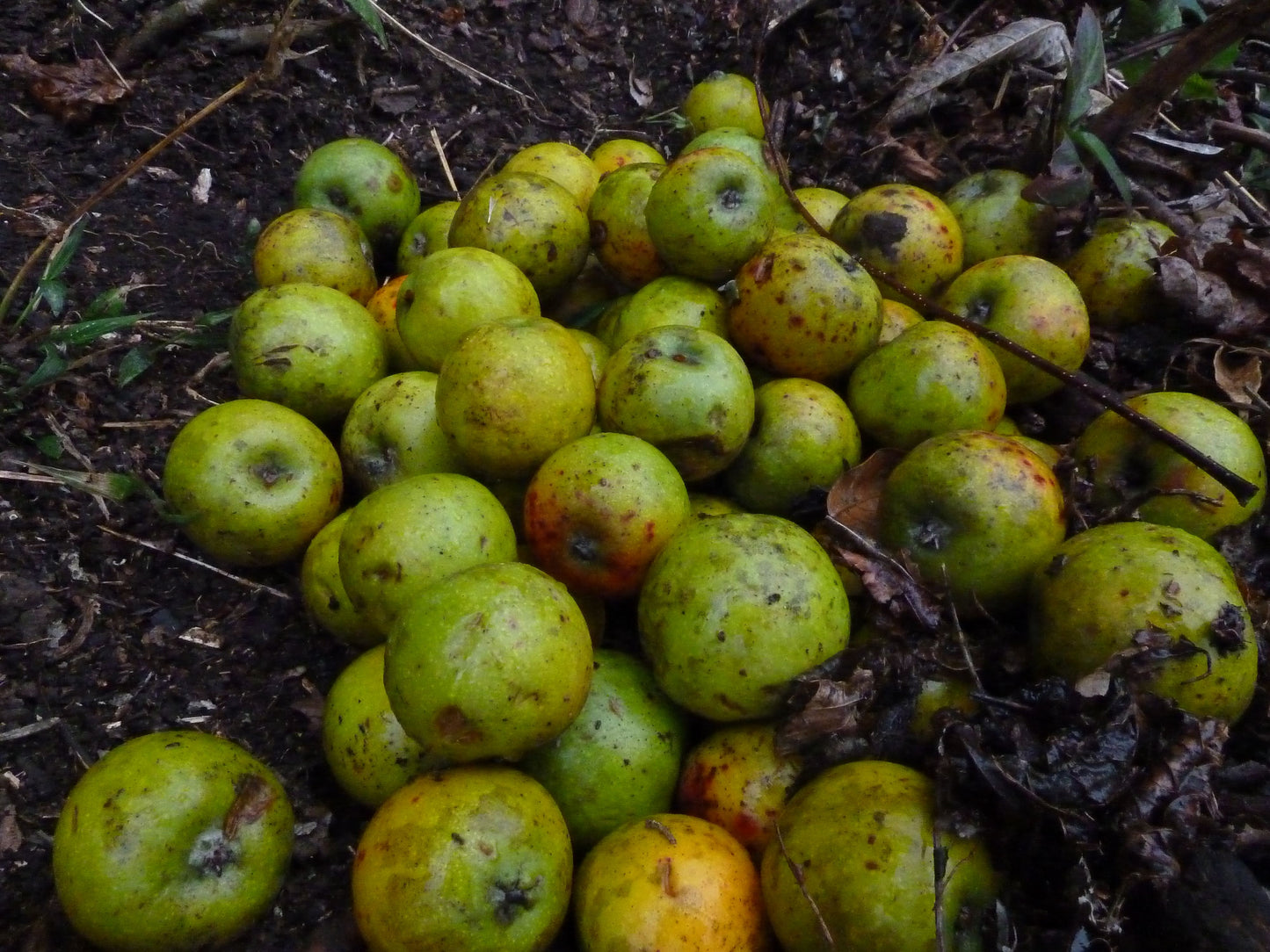 Assam Apple Fruit Plant (Docynia indica)