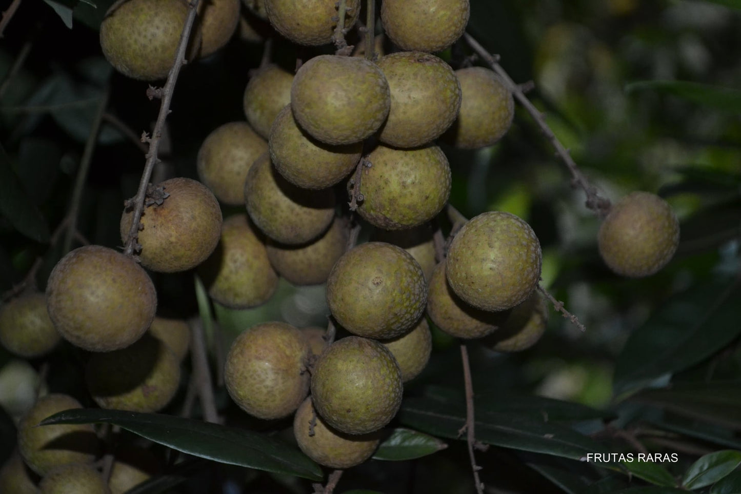 Ponyai Longan Fruit Plant (Dimocarpus longan)