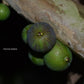 Jabuticaba Melancia Fruit Plant (Plinia sp.)