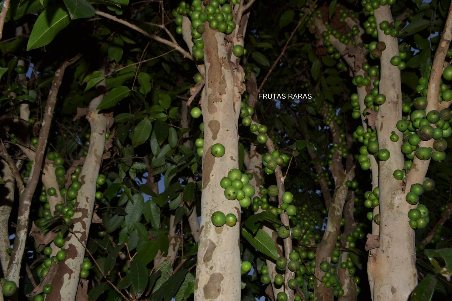 Jabuticaba Melancia Fruit Plant (Plinia Sp)
