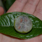 Jabuticaba Melancia Fruit Plant (Plinia sp.)