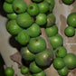 Jabuticaba Melancia Fruit Plant (Plinia Sp)