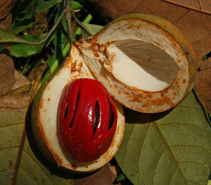 Nutmeg Live Plant (Myristica fragrans)