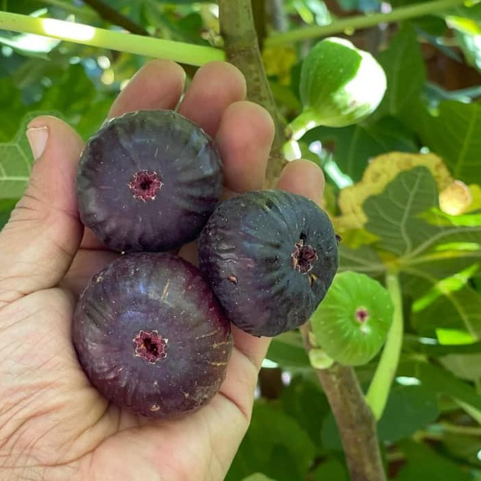 Turkey Small Tree Brown Turkey Fig Live Plant (Ficus carica 'Brown Turkeyβ) β veliyathgardens