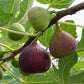 Brown Turkey Fig Live Plant (Ficus carica 'Brown Turkey”)