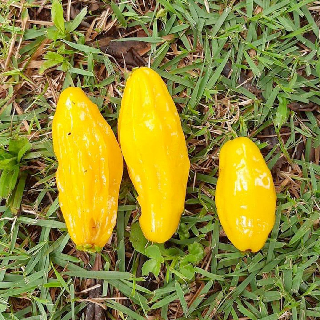 Banana Pitanga Fruit Plant (Eugenia anthropophaga)