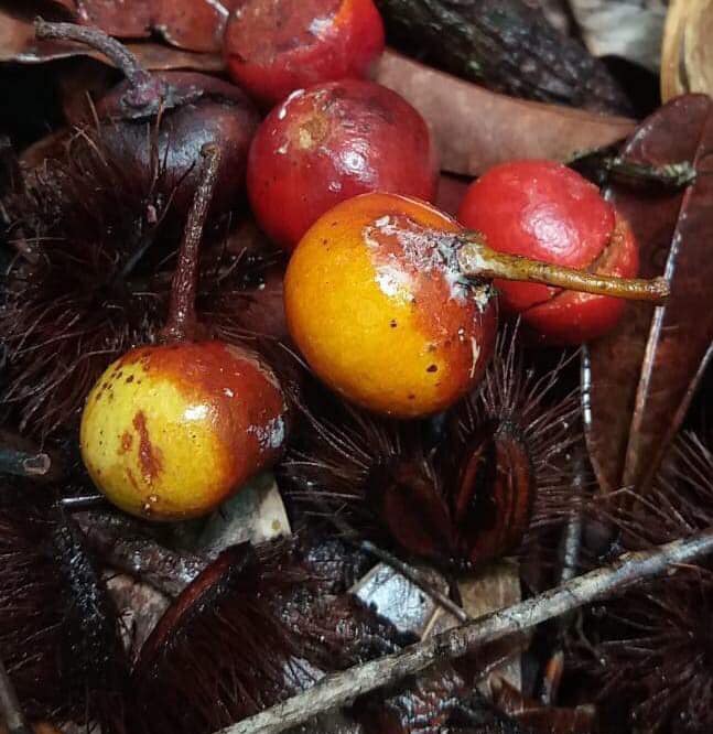 Black massaranduba Fruit Plant (Manilkara salzmannii)