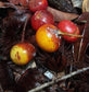 Black massaranduba Fruit Plant (Manilkara salzmannii)