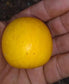 Sarcaulus Brasiliensis Fruit plant (Sarcaulus Brasiliensis)
