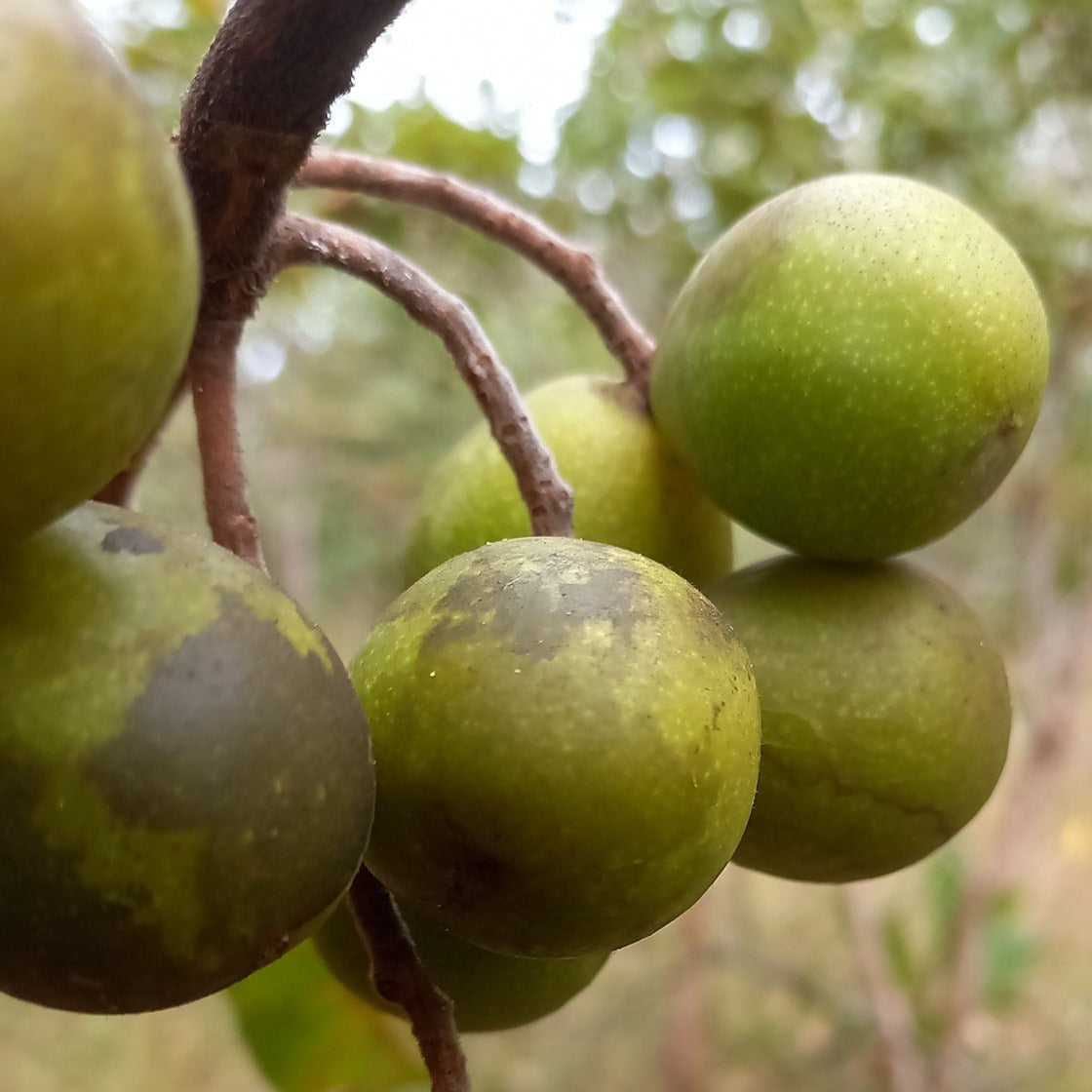 Mirindiba Fruit Plant (Buchenavia tomentosa)