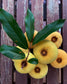 Gold Fruit Plant (Diospyros Decandra)
