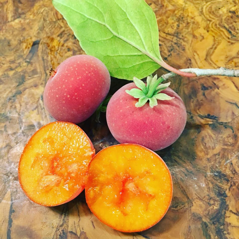 Tropical Apricot Fruit Plant (Dovyalis Hebecarpa)