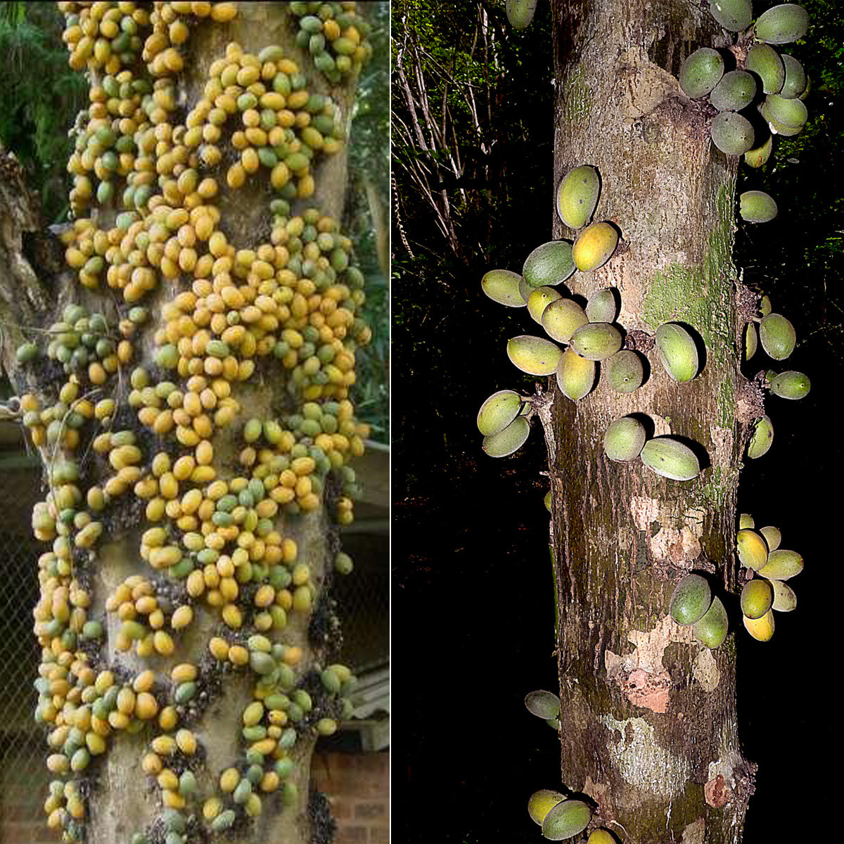 Marmixa Fruit Plant (Pradosia Lactescens)