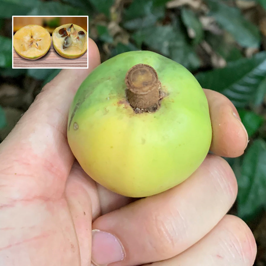 Spring Fruit Spring Emperor The Emperor's Fruit Live Plant ( Chrysophyllum imperiale) – veliyathgardens