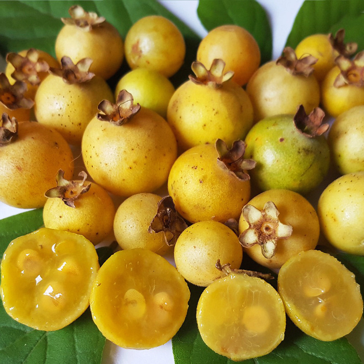 Yellow Guabiroba Fruit Plant (Campomanesia adamantiumis )