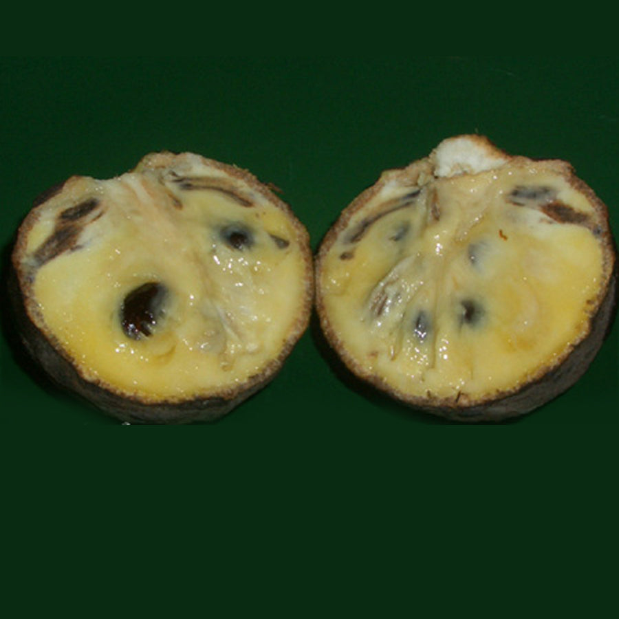 poshe-te Fruit plant (Annona scleroderma)