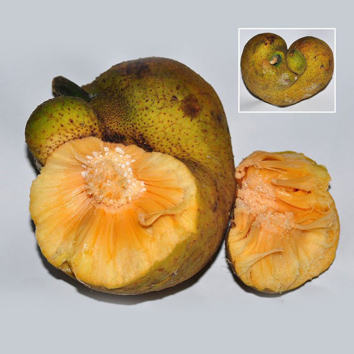 Lacucha Fruit Plant (Artocarpus lacucha)