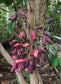 Syzygium branderhorstii Fruit Plant (Syzygium branderhorstii)