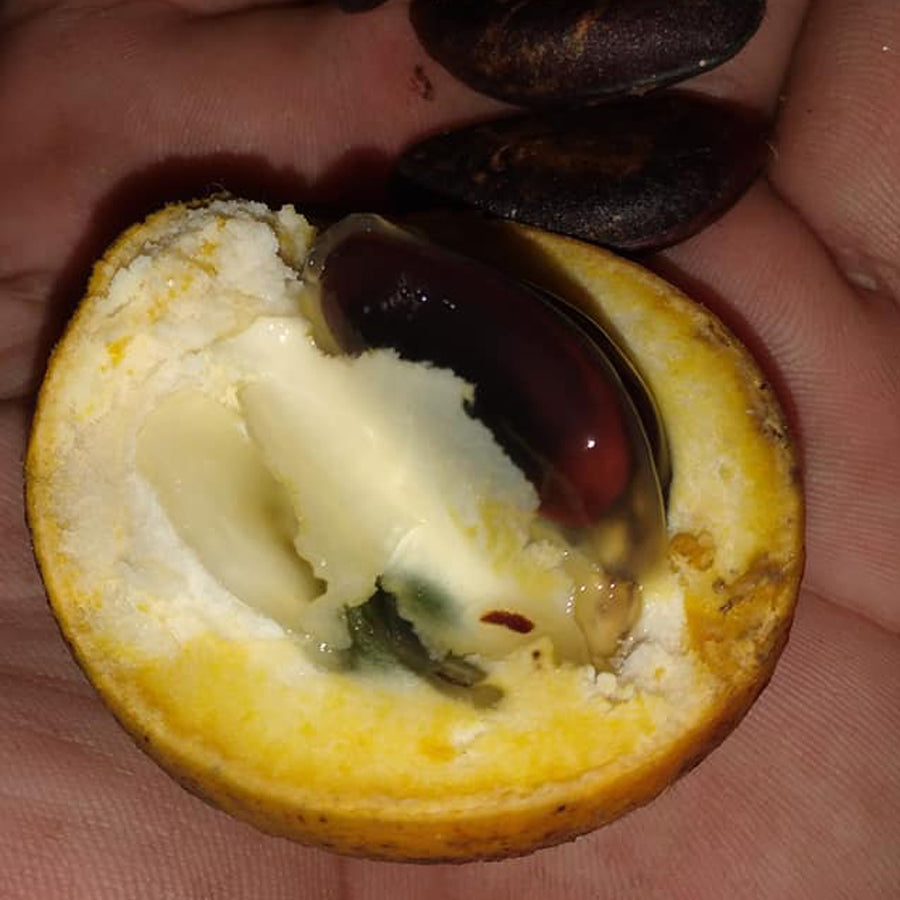 Caimito Fruit Plant (Diospyros sp)