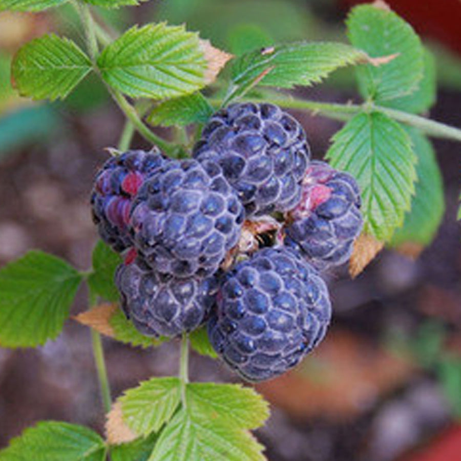Mysore Raspberry Fruit Plant (Rubus Niveus ) – veliyathgardens