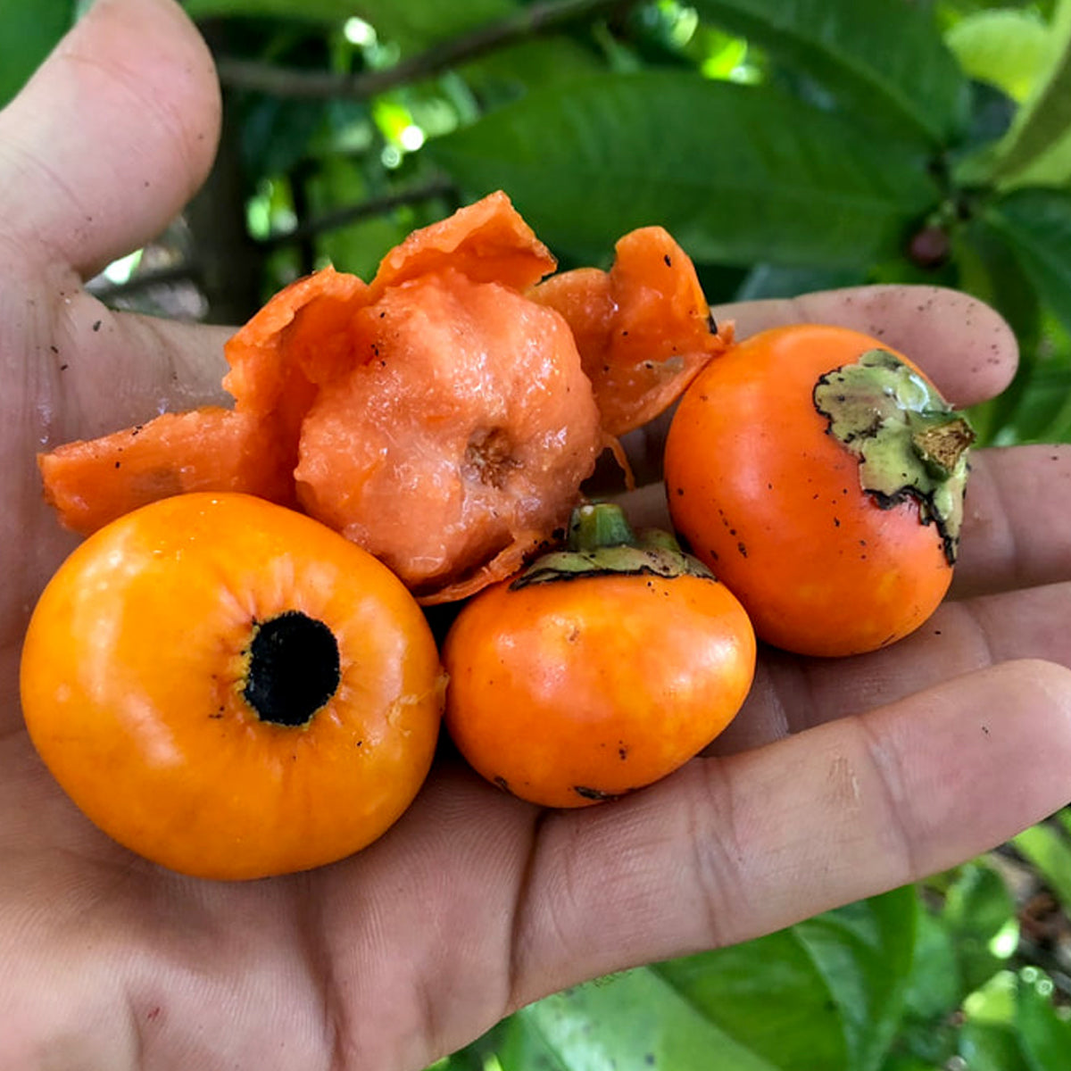 Button Mangosteen Fruit Plant (Garcinia prainiana)