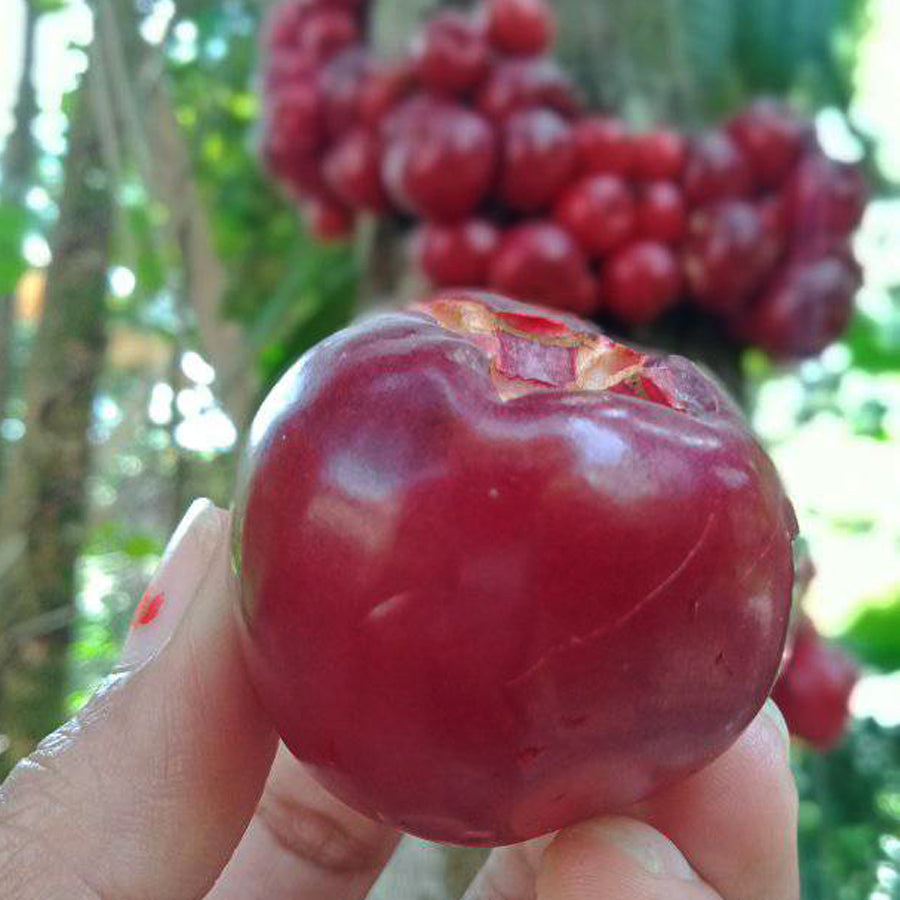 Ruruhi Fruit Plant (Syzygium Sulawesi )