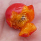 Red-haired Jaboticaba (Myrciaria glomerata)
