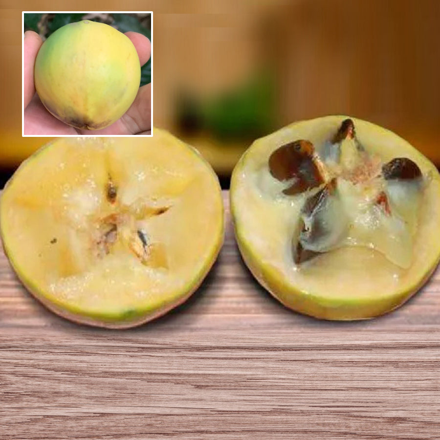 Spring Fruit Spring Emperor The Emperor's Fruit Live Plant ( Chrysophyllum imperiale) – veliyathgardens