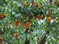 Uvaia Brilhante Fruit Plant (Eugenia Squamiflora)