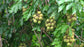 Pitombeira Fruit plant (Talisia Esculenta)