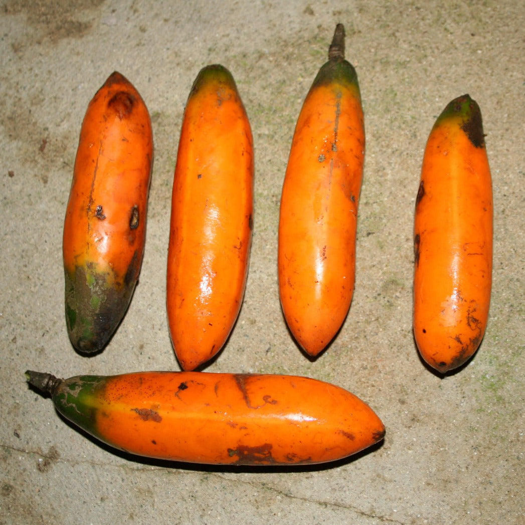 Chamburo Fruit Plant (Jacaratia digitata)