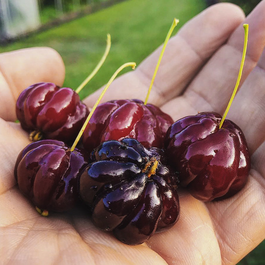 Zill's Surinam Cherry Fruit Plant (Eugenia uniflora)