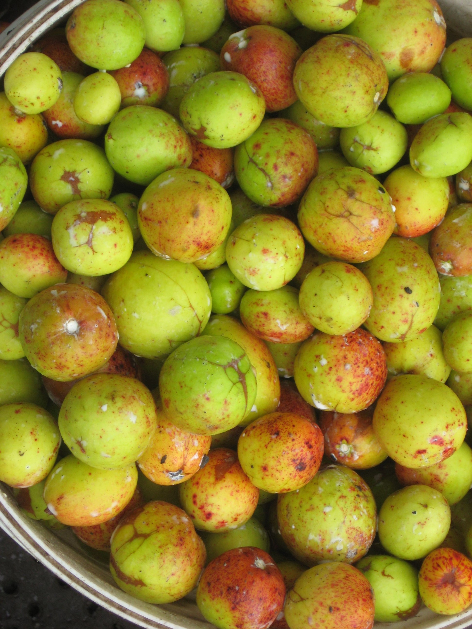 Manganba Mangaba Fruit Plant (Hancornia Speciosa) – veliyathgardens