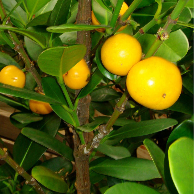 Fukugi Tree Fruit Plant (Garcinia subelliptica) – veliyathgardens