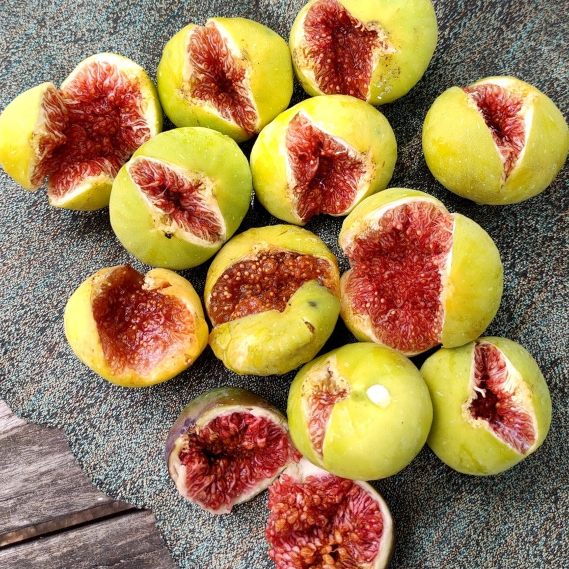 Yellow Turkey Fig Fruit Plant (Ficus carica 'Yellow Turkey”)