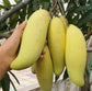 Banana Mango Live Plant