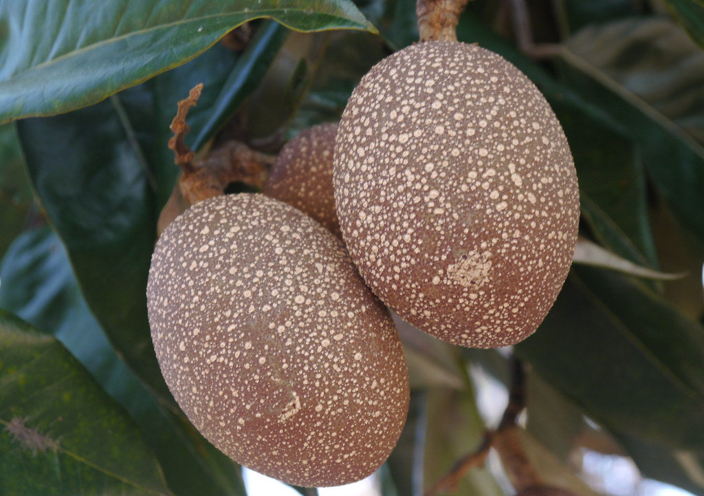 Pajura Fruit Plant (Couepia bracteosa)